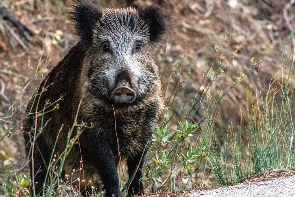 Wild Boar by djhird CC-BY-NC from https://www.inaturalist.org/observations/198280590